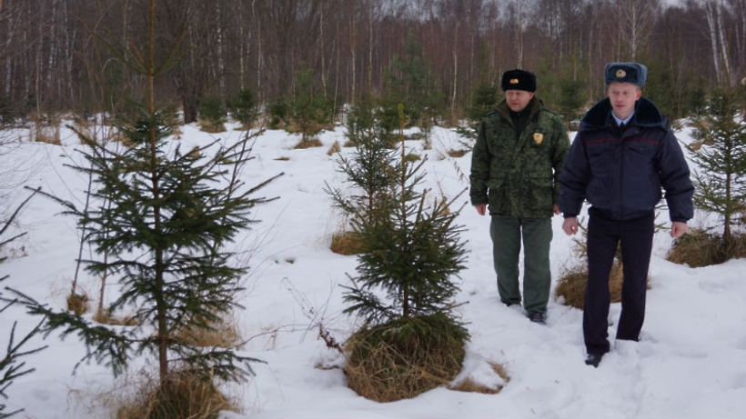 В Калужской области бороться с нелегальной рубкой новогодних елей будут с помощью квадрокоптеров