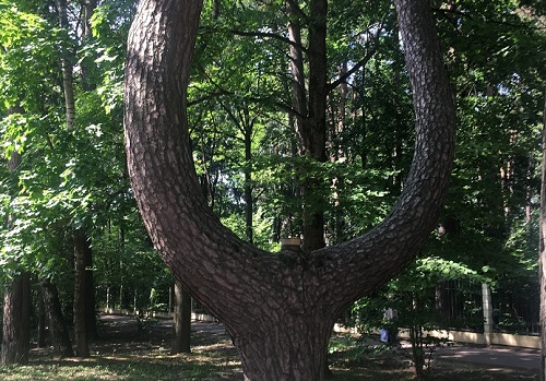 Обнинская сосна «Лира», которая растет недалеко от центрального входа в Городской парк в Старом городе, занесена в Национальный реестр удивительных деревьев России