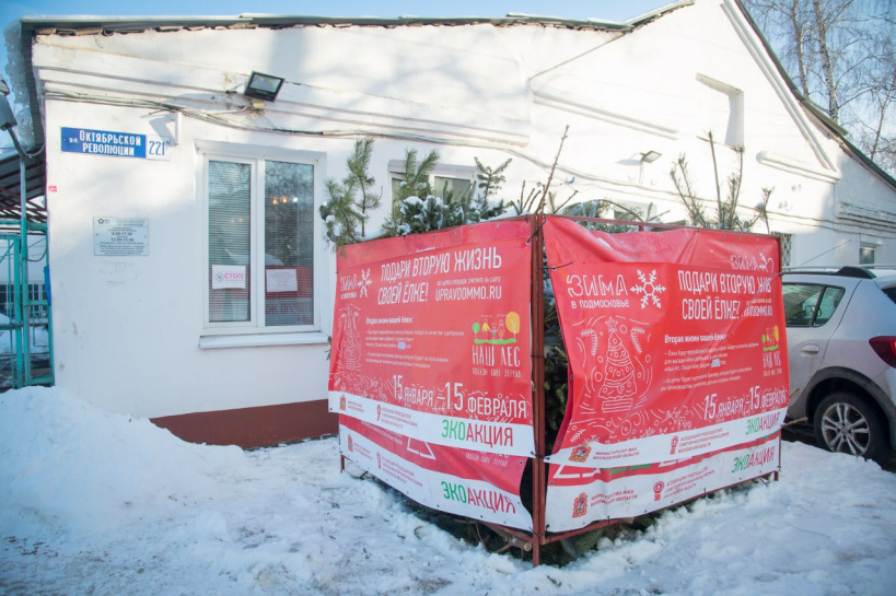 Пункт утилизации живых новогодних елей возле РЭУ «Москворецкий» стал лидером по числу собранных деревьев