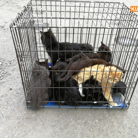 Жителей Обнинска приглашают на выставку-раздачу котят и щенят