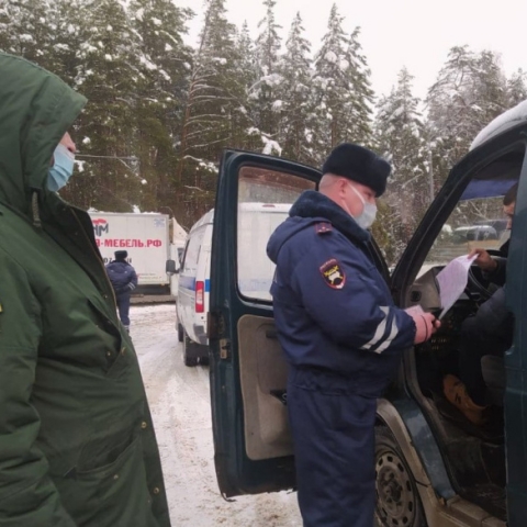 По 12 маршрутам в Егорьевском лесничестве проводят рейды для защиты елочек
