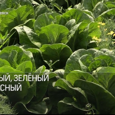 100 тонн салата собрали в Егорьевске