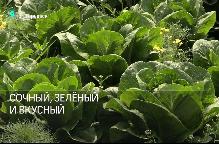 100 тонн салата собрали в Егорьевске