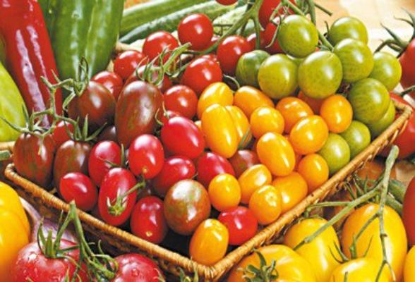 В г.о. Серпухов вырастят пять новых сортов помидоров