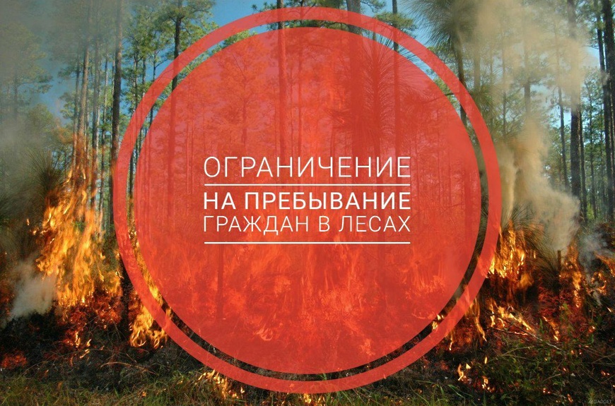 В Московской области ограничили въезд автомобилей в леса и пребывание там людей с 16 по 21 августа