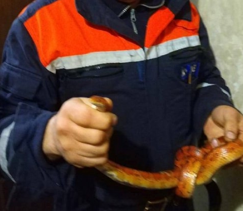 В Можайском округе спасатели поймали змею в вентиляции квартиры