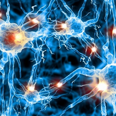 Биофизики создали «умный» материал, способный ускорять рост нейронов с помощью контролируемого нагрева