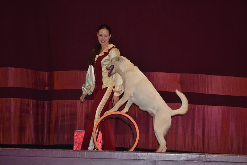 «Цирк дрессированных собак»