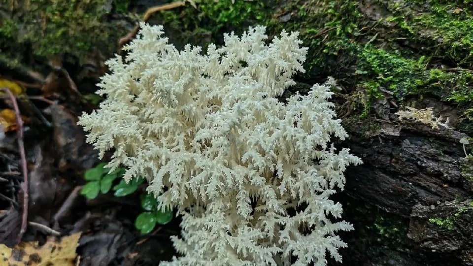 Краснокнижный гриб ежовик коралловидный заполонил леса Егорьевска