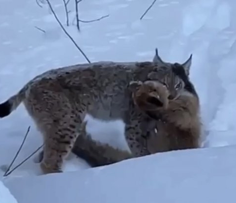 Видео с рысью, поймавшей лису в Можайске, было снято в Карелии