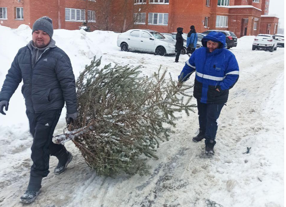 Три площадки для утилизации елок откроют в Егорьевске