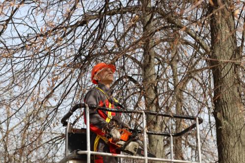Опиловка деревьев в городском округе Ступино завершается