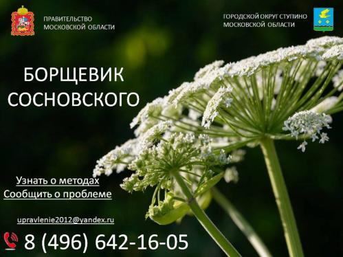 На территории городского округа Ступино с 1 мая по 20 июня будут проводиться мероприятия по ликвидации очагов произрастания борщевика Сосновского