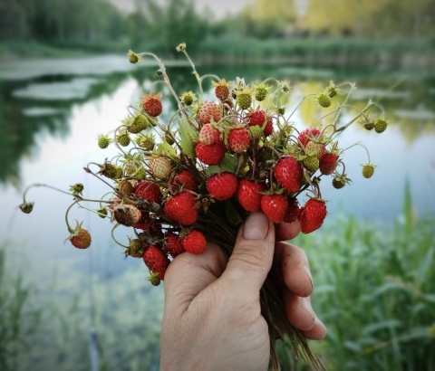 Представьте себе — земляника!