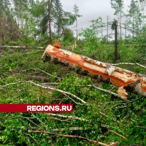 Специалисты приведут в порядок егорьевские леса, пострадавшие от урагана