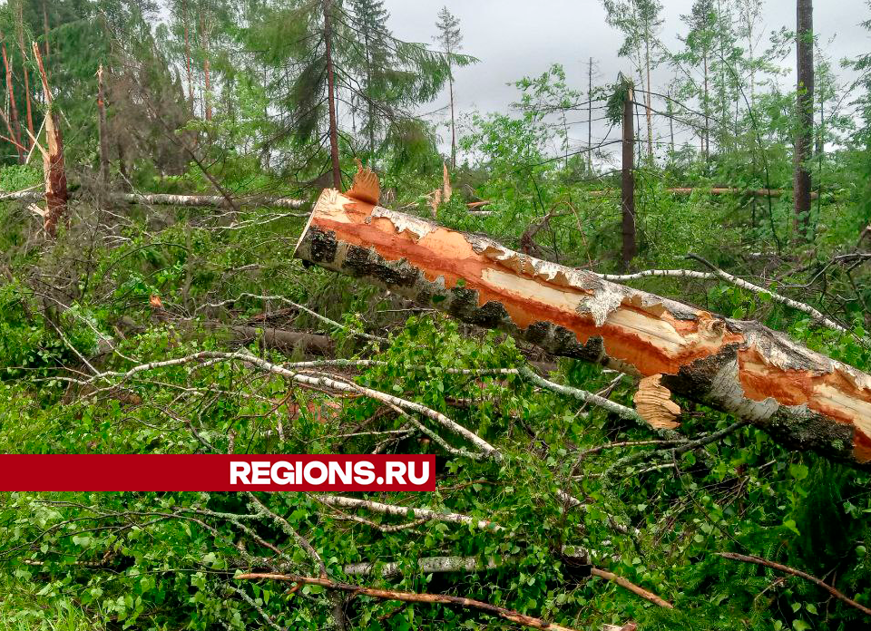 Специалисты приведут в порядок егорьевские леса, пострадавшие от урагана