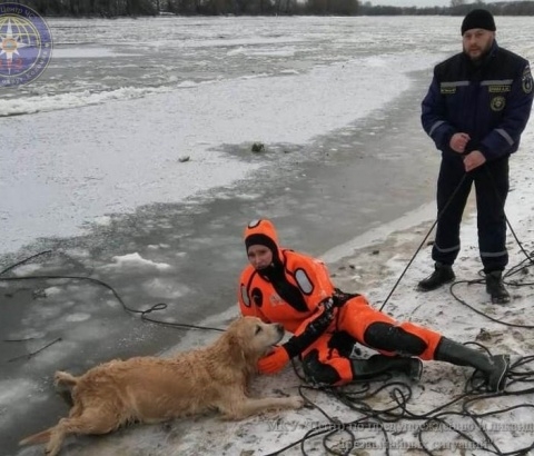 В Коломне собака провалилась под лёд