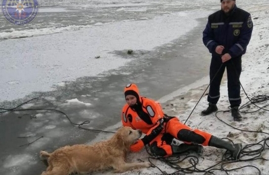 В Коломне собака провалилась под лёд