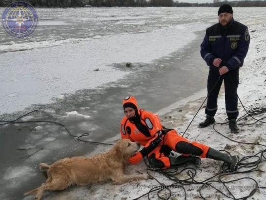 В Коломне собака провалилась под лёд