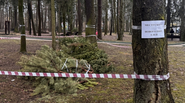 Всего тридцать новогодних ёлок, ставших ненужными, принесли обнинцы в городской парк после праздников