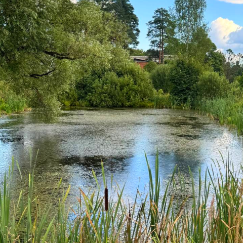 Заросший водоем в Семеновском сделают пожарным прудом по всем стандартам