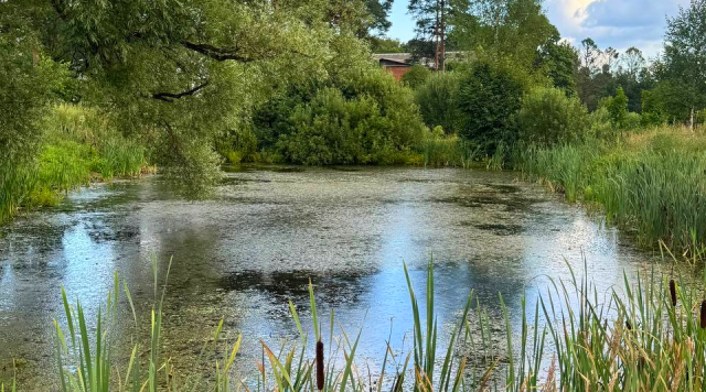 Заросший водоем в Семеновском сделают пожарным прудом по всем стандартам