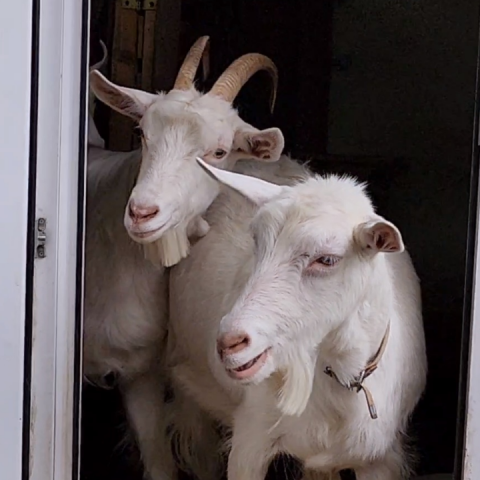 Козленок со звездой во лбу объявлен в розыск под Можайском