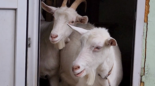 Козленок со звездой во лбу объявлен в розыск под Можайском