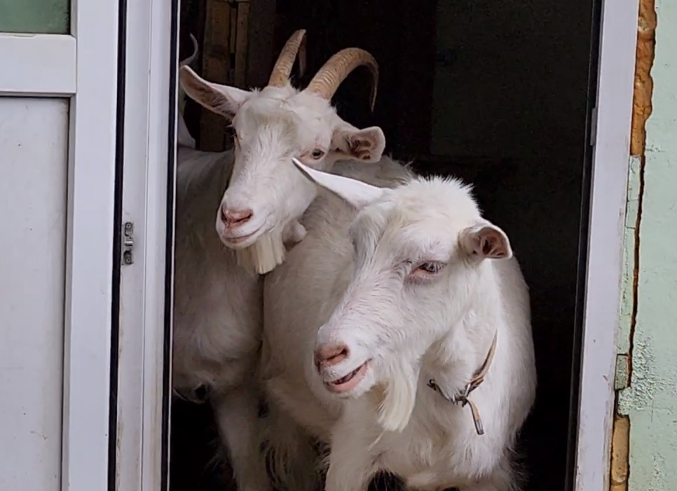 Козленок со звездой во лбу объявлен в розыск под Можайском