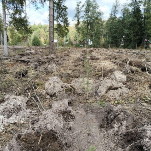 В Егорьевском округе восстановили более 90 га леса после урагана