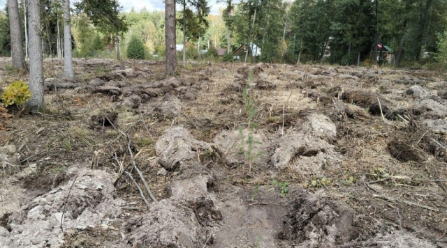 В Егорьевском округе восстановили более 90 га леса после урагана