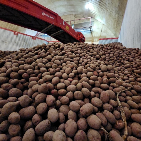 Робот-сортировщик помогает егорьевским аграриям убирать урожай картофеля