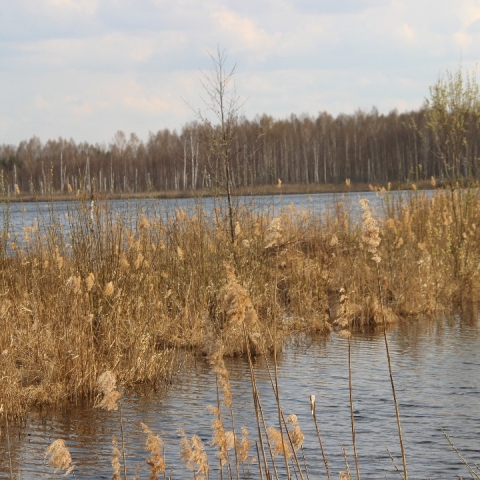 Пруд в Русаках могут очистить в 2026 году