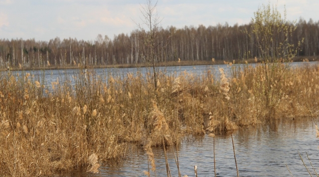 Пруд в Русаках могут очистить в 2026 году