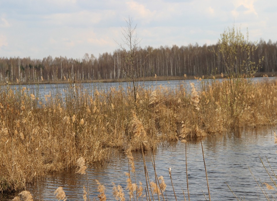 Пруд в Русаках могут очистить в 2026 году