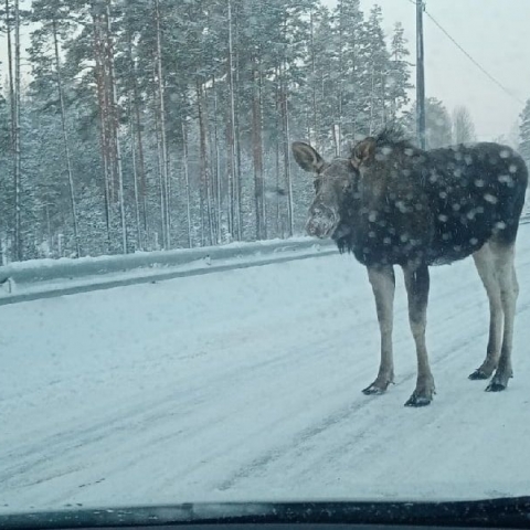 Зимняя угроза: в Можайском округе лоси вышли на дорогу