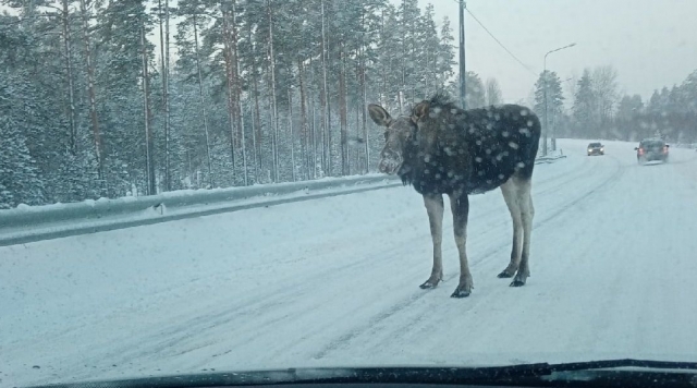 Зимняя угроза: в Можайском округе лоси вышли на дорогу