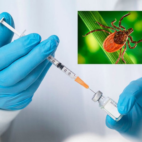 Сезон клещей близко: где в Егорьевске успеть привиться по правильной схеме