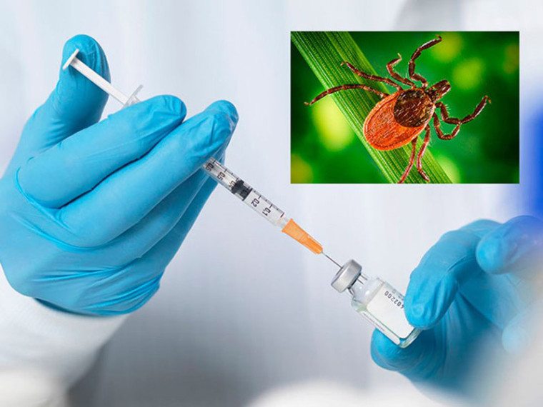 Сезон клещей близко: где в Егорьевске успеть привиться по правильной схеме