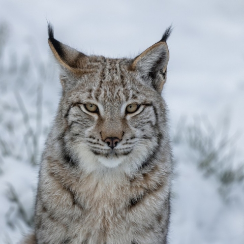 Лесной призрак в жилом секторе: в Орехово-Зуеве заметили дикую рысь
