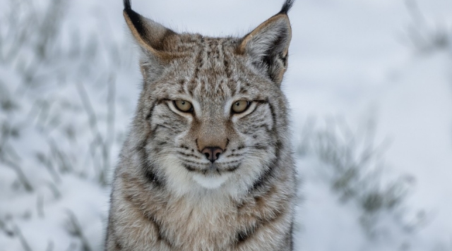 Лесной призрак в жилом секторе: в Орехово-Зуеве заметили дикую рысь