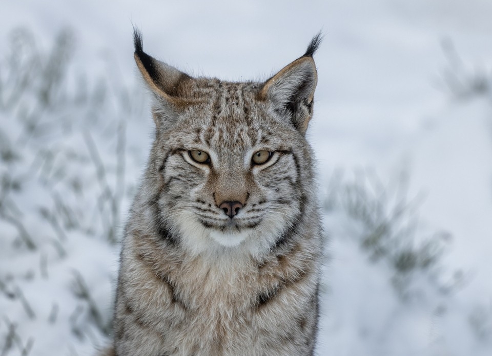 Лесной призрак в жилом секторе: в Орехово-Зуеве заметили дикую рысь