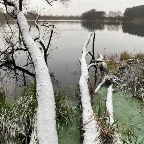 «Здесь живет редкость!»: что обнаружили экологи в заказнике «Вальцовский» к его юбилею