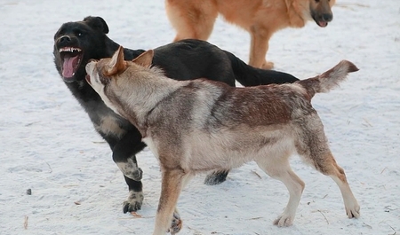 В ближайшее время в микрорайоне Красный Октябрь проведут отлов безнадзорных животных