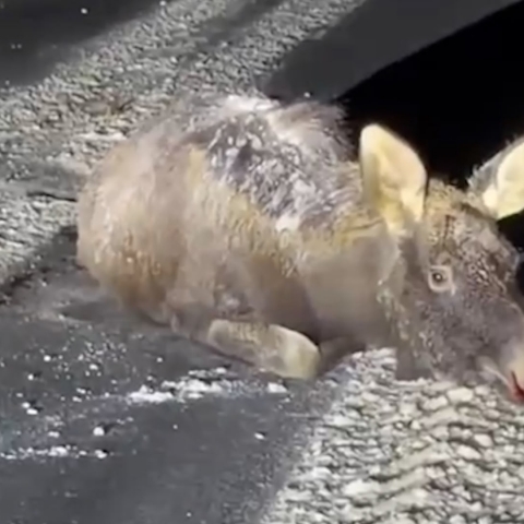 В Киржачском районе на глазах у волонтеров застрелили сбитого автомобилем лосенка.