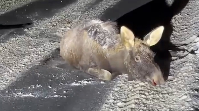 В Киржачском районе на глазах у волонтеров застрелили сбитого автомобилем лосенка.