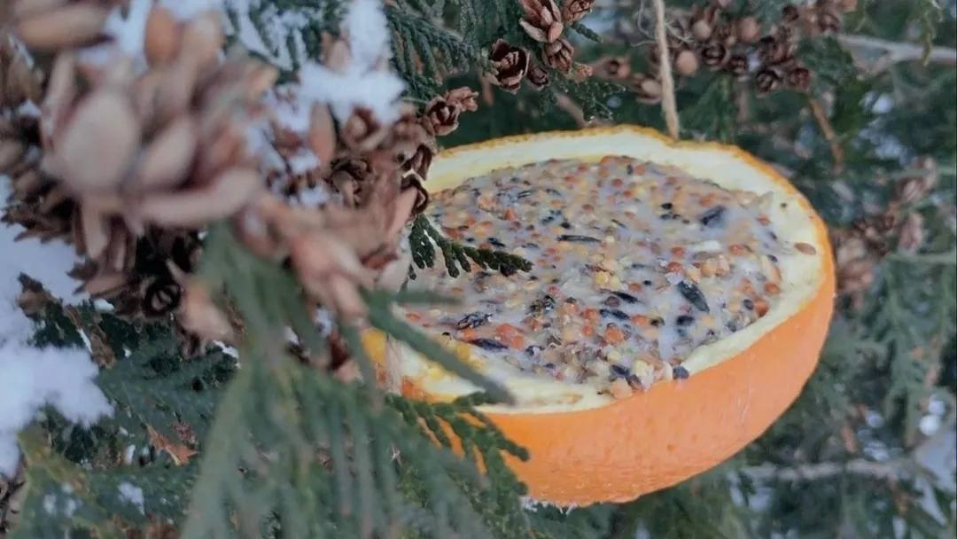 Апельсиновый «птичий ресторан» открыли в Коломне