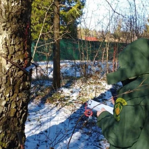 Более 62 гектаров леса в Коломне и Озерах освободят от неликвида