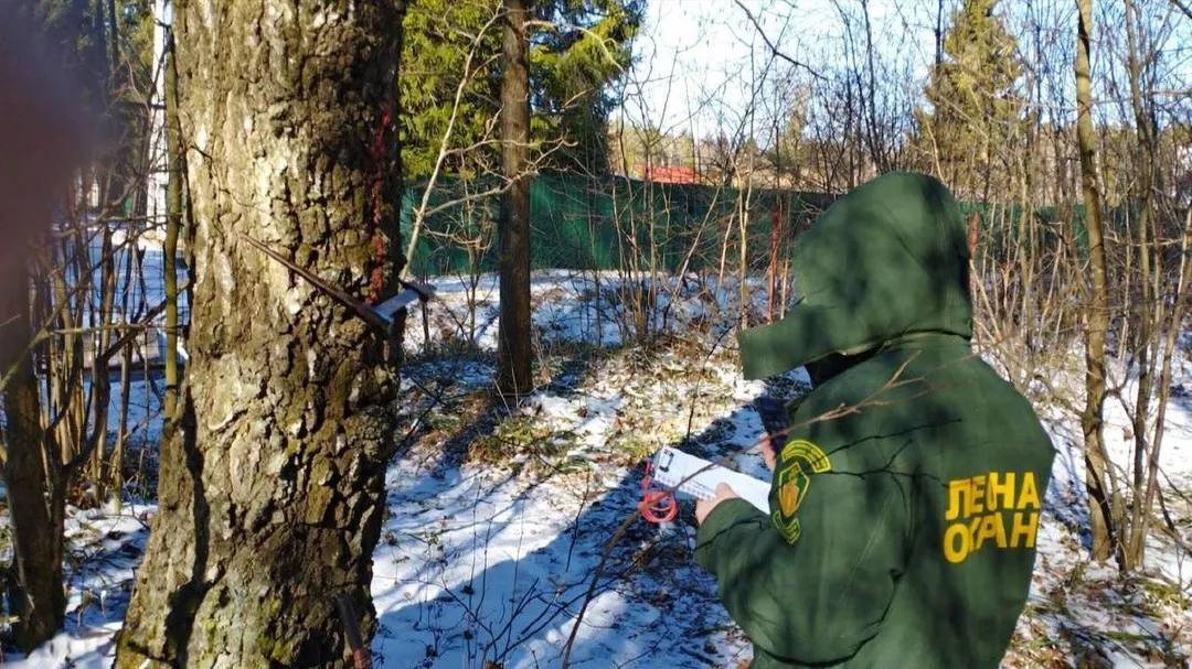 Более 62 гектаров леса в Коломне и Озерах освободят от неликвида