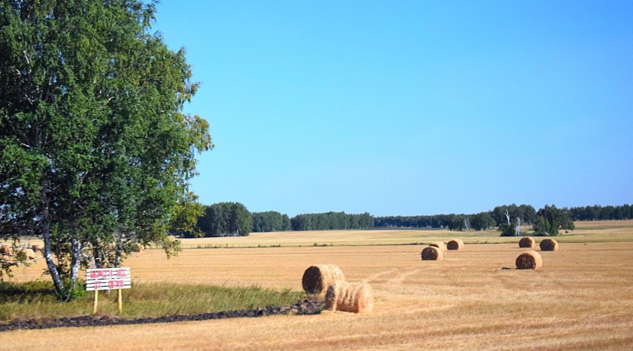 Мышиная угроза: калужским фермерам предрекают рост популяции грызунов